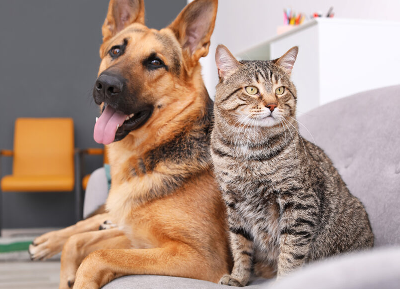 Silverthorn Veterinary Clinic Home